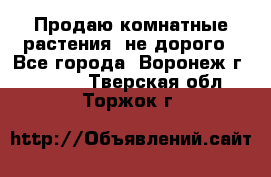 Продаю комнатные растения  не дорого - Все города, Воронеж г.  »    . Тверская обл.,Торжок г.